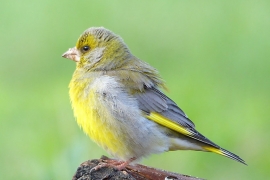 dzwoniec